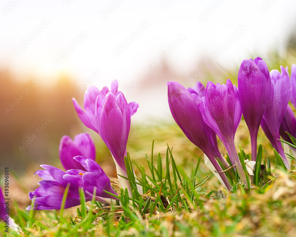 Purple crocus flowers in snow awakening in spring Purple crocus flowers in snow awakening in spring