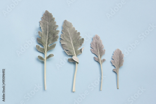 Bilde på lerret Silver dusty miller leaves on pastel blue background