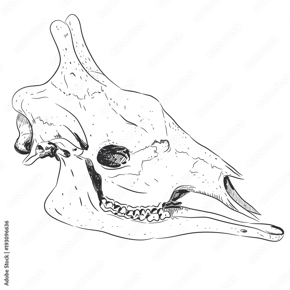Fototapeta premium Giraffe head skull black sketch, isolated on white background. Vector
