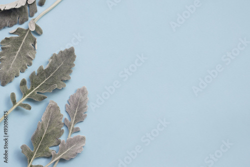 Cuadro en lienzo Silver dusty miller leaves on pastel blue background