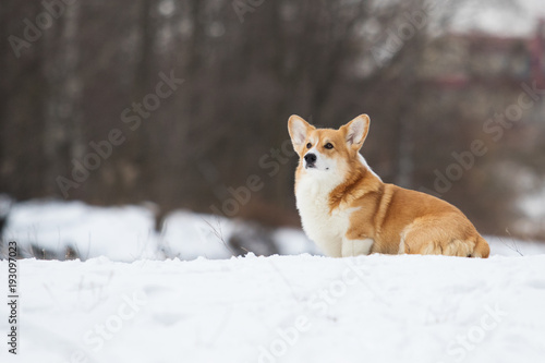 welsh corgi dog