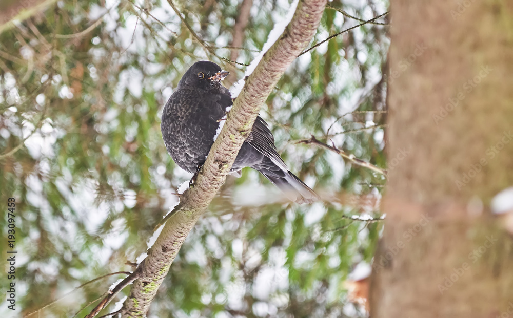 Obraz premium black thrush in the forest. Winter