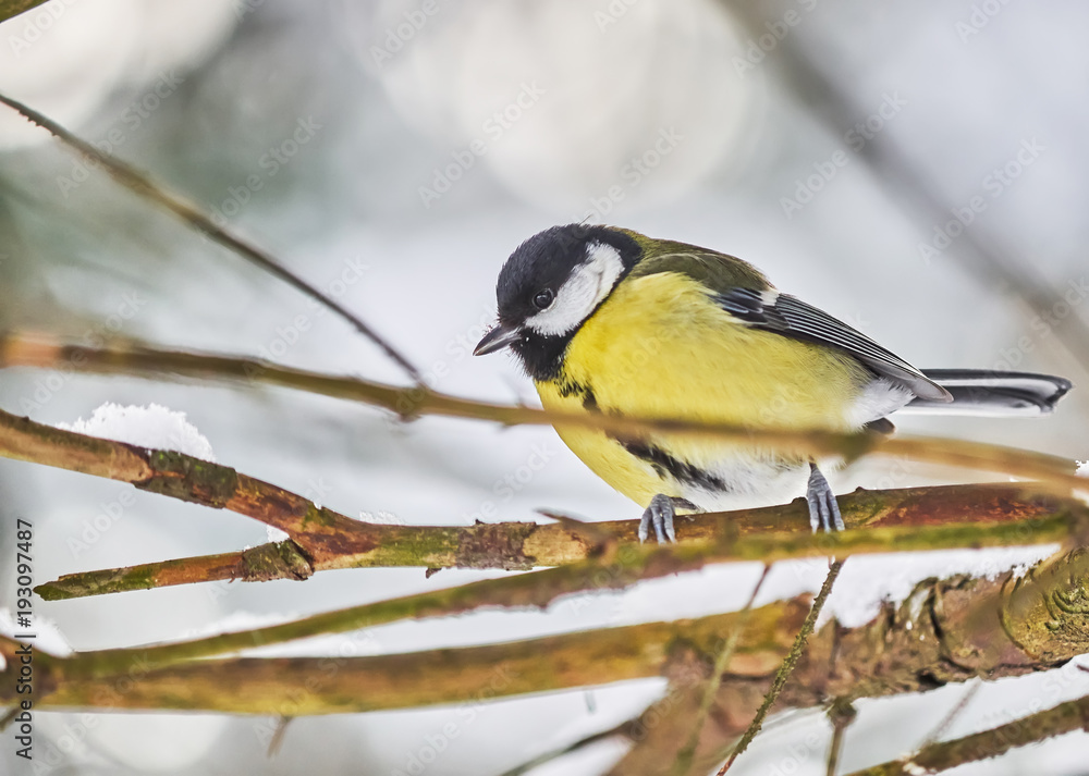 Obraz premium a tit on a branch in the forest