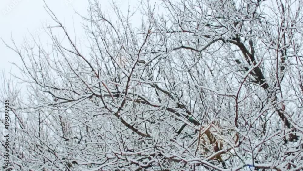 There is snow against the background of trees in the snow. slow motion. Solar glare in the camera There is snow against the background of trees in the snow. slow motion. Solar glare in the camera