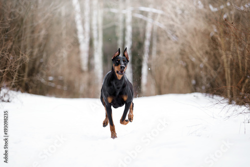 Beautiful Doberman dog in the winter forest © Мария Старосельцева