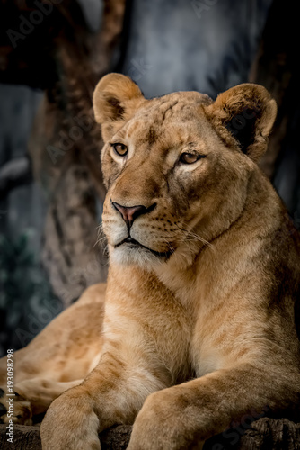 Lioness on the ground