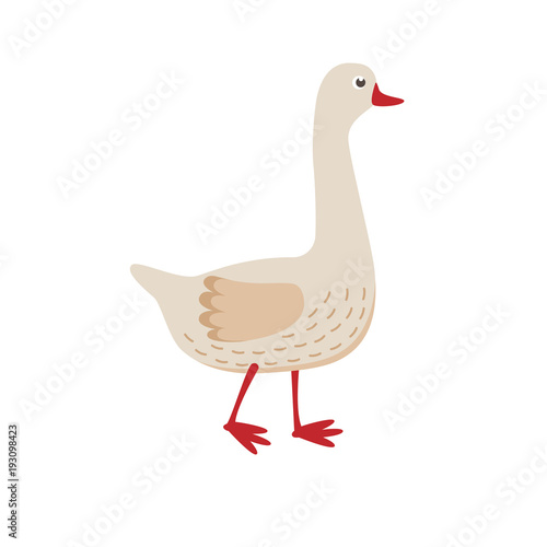 Cute goose vector flat illustration isolated on white background. Farm animal goose cartoon character.