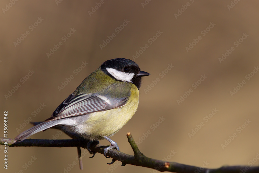 Obraz premium Bogatka (Parus major) zimą w rezerwacie przyrody Mönchbruch niedaleko Frankfurtu w Niemczech.