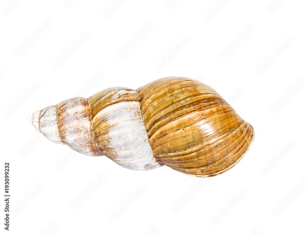 scallop shell of ahaatin isolated on white background