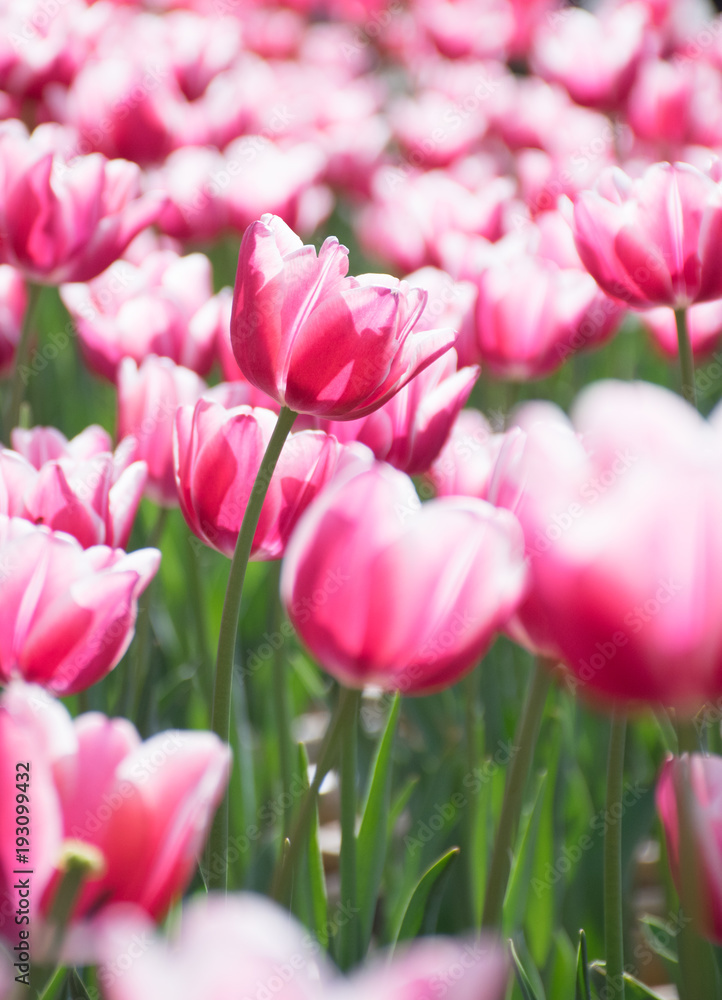 tulip tulip