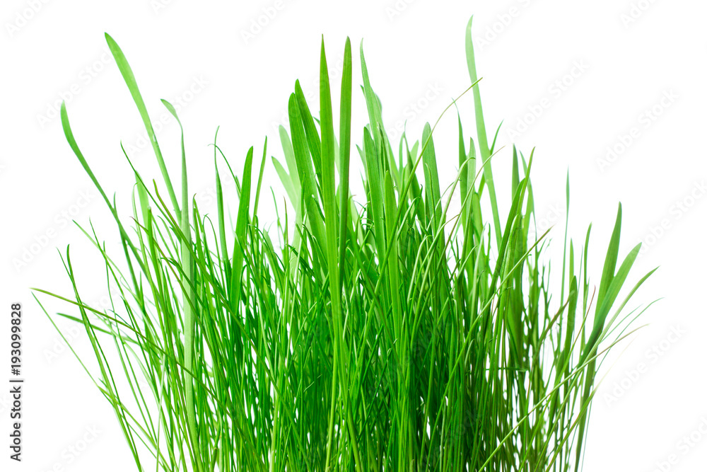 pure green grass isolated on white background pure green grass isolated on white background