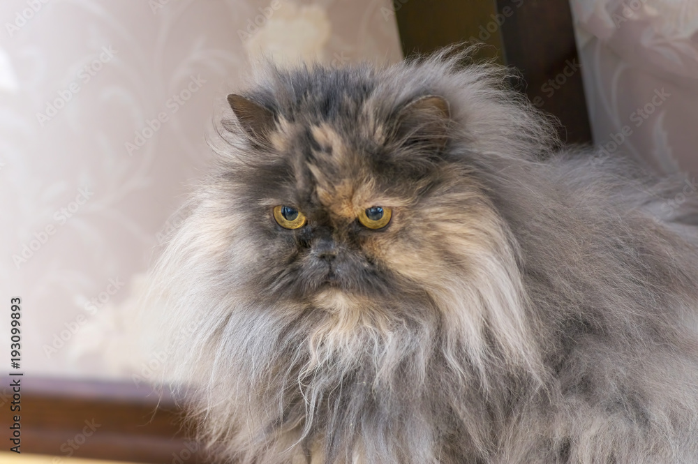 Persian cat close up