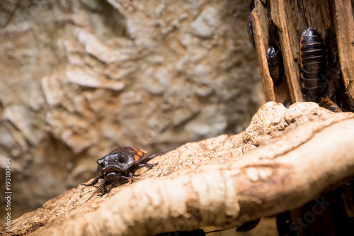 cockroach photo