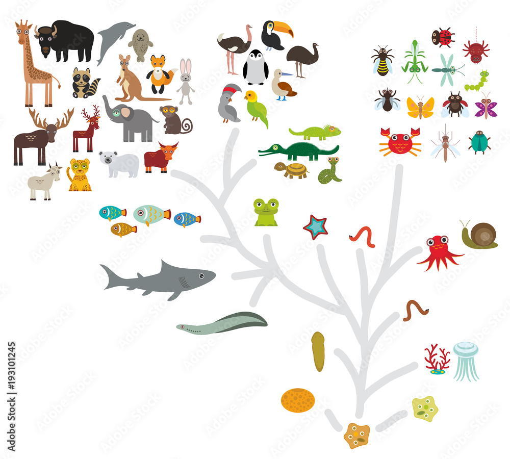 Evolution scale from unicellular organism to mammals. Evolution in biology, scheme evolution of animals isolated on white background. children's education, science. Vector - obrazy, fototapety, plakaty 