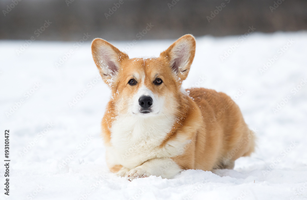 welsh corgi dog