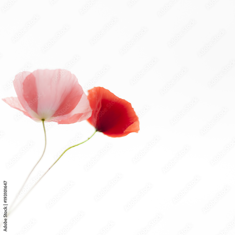 Poppies flowers on the white background. Soft, gentle, airy,  elegant artistic image.