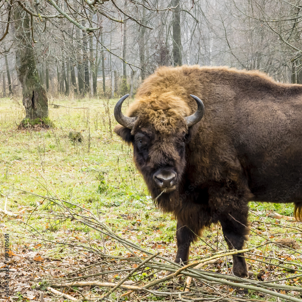 Aurochs. The European bison (Bison bonasus), also known as wisent or the European wood bison, is a Eurasian species of bison. Russia Aurochs. The European bison (Bison bonasus), also known as wisent or the European wood bison, is a Eurasian species of bison. Russia