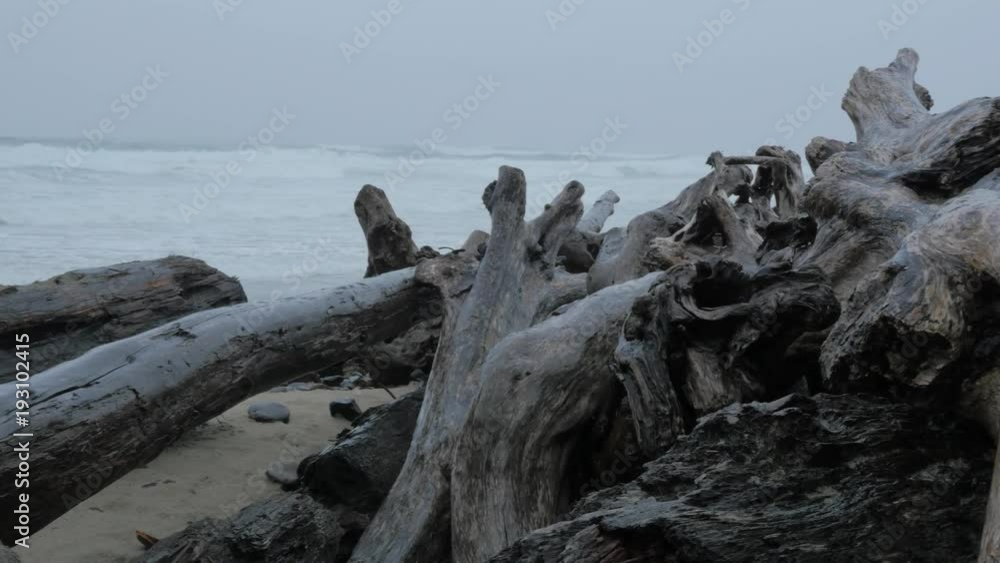 DRIFTWOOD ALONG THE BEACH ON A RAINY DAY DRIFTWOOD ALONG THE BEACH ON A RAINY DAY