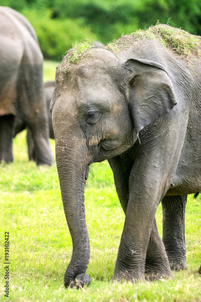 Close-up of a Wild Sri Lankan Elephant Close-up of a Wild Sri Lankan Elephant