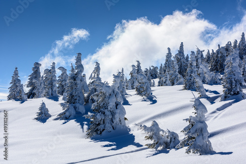 Peak of the Mountain.  Peak of the mountain with trees in winter. © krstrbrt