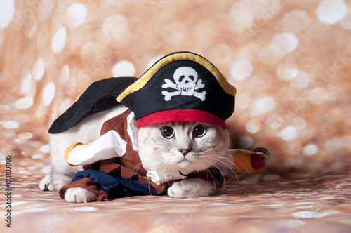 pirat cat