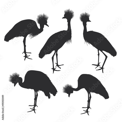 set Grey crowned crane, Black crane silhouette isolated on white background. Vector