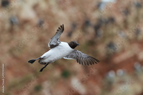Common murre or common guillemot (Uria aalge) Heligoland, Germany photo