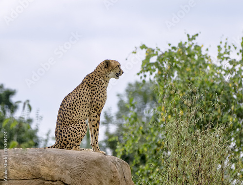 Cheetah on Lookout
