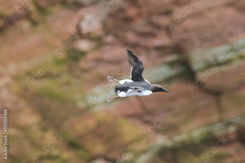 Common murre or common guillemot (Uria aalge) Heligoland, Germany photo