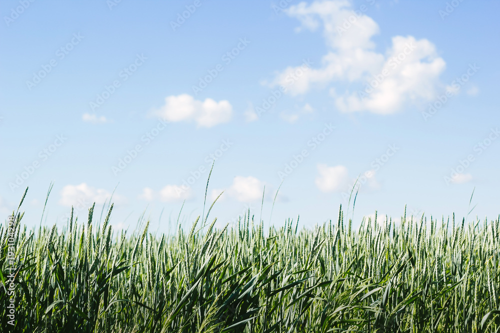 Beautiful green wheat field with blue sky and clouds on background. Beautiful nature in summer Beautiful green wheat field with blue sky and clouds on background. Beautiful nature in summer