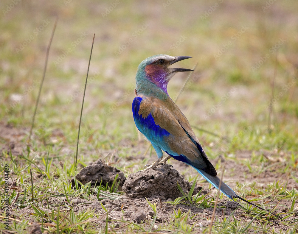 Lilac-breasted Roller