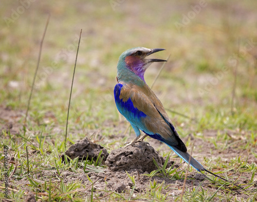 Lilac-breasted Roller © Jason