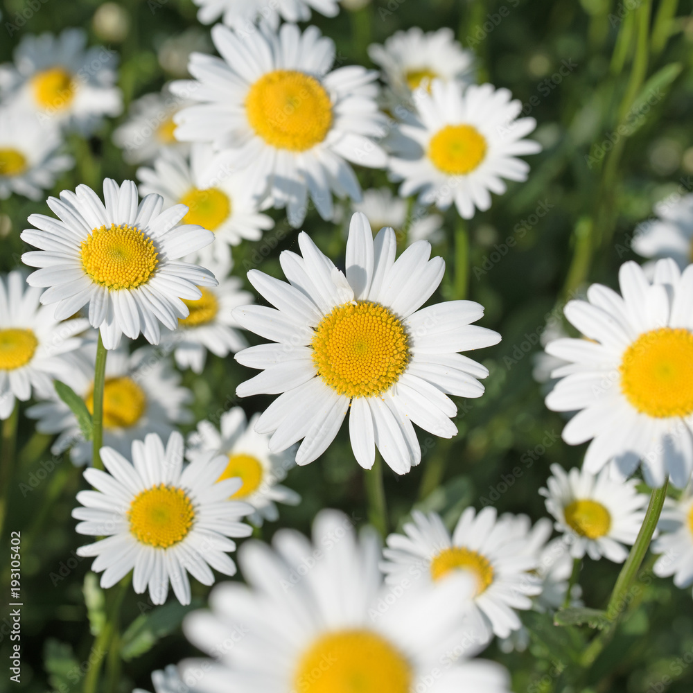 Wiesen-Margeriten, Leucanthemum Wiesen-Margeriten, Leucanthemum