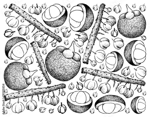 Hand Drawn Background of Otaheite Gooseberry and Mangosteen