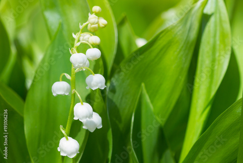  Lilies of the valley blossom in springtime
