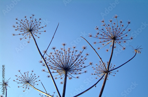 wild grass in frost at sunrise in winter