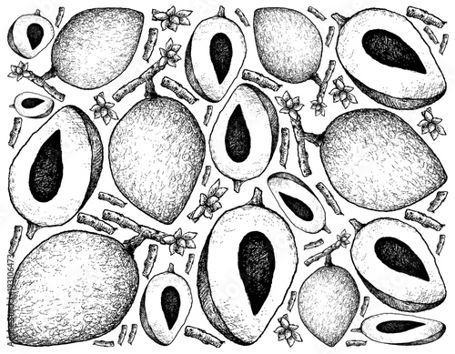 Hand Drawn Background of Mamey Sapote Fruits