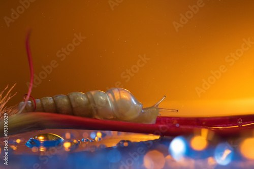 Snail on the petal