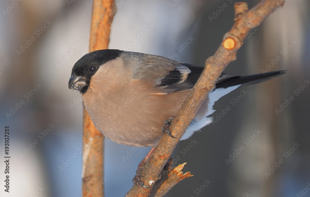 Naklejka premium bullfinch on a branch in the forest