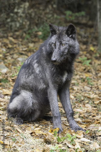 British Colombian Wolf 