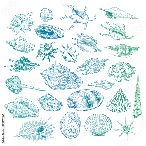Unique museum collection of sea shells rare endangered species, molluscs Bivalvia Venus comb murex Corculum cardissa Tridacna squamosa Muricidae blue green contour on white background. Vector