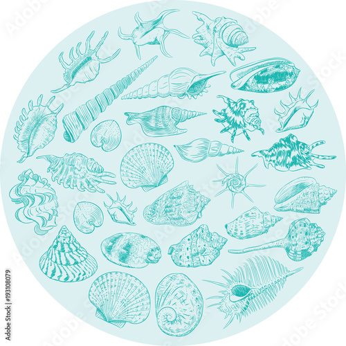 Round composition Summer concept with Unique museum collection of sea shells rare endangered species, molluscs Blue contour on teal white background. card banner design. Vector
