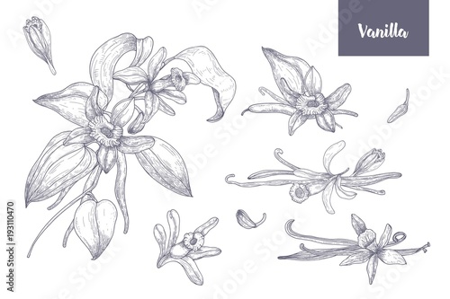 Bundle of natural drawings of vanilla plants with fruits or pods, blooming flowers and leaves isolated on white background. Monochrome vector illustration hand drawn in vintage engraving style. photo