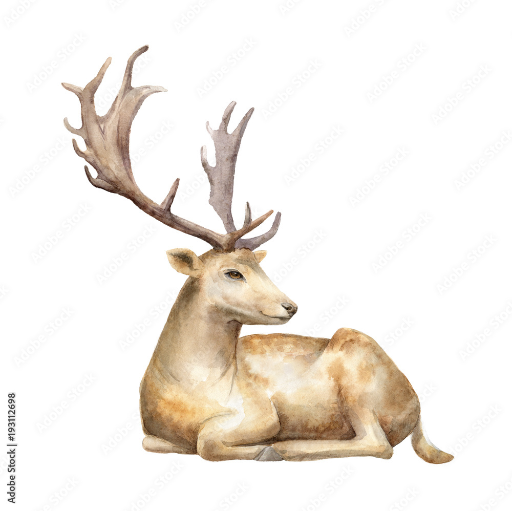 Obraz premium Male deer. Watercolor illustration. Isolated background