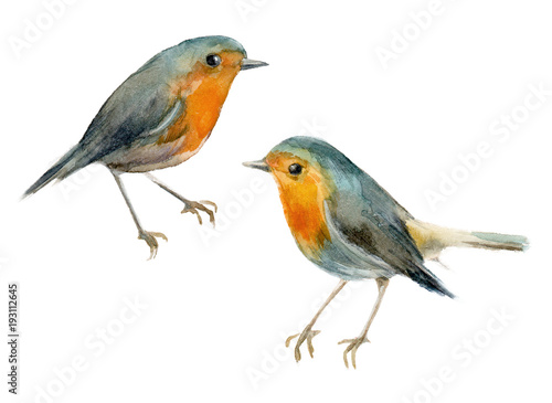 Watercolor birds Robin. Elements for the design of posters, wedding invitations, Christmas compositions. Isolated background. © Leyasw