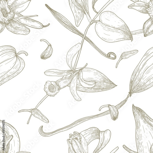 Botanical seamless pattern with vanilla, leaves, flowers, fruits or pods hand drawn with contour lines on white background. Natural vector illustration in antique style for fabric print, wallpaper.