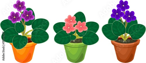 African violets (Saintpaulia) plants with flowers of different colors in pots
