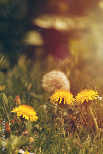 Dandelions in Misty Grassland with Golden Light