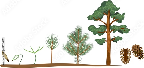 Pine tree life cycle. Plant growin from seed to mature pine tree with cones