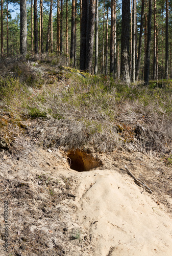 Wallpaper Mural Hole of animal. Torontodigital.ca